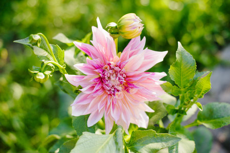 Large dahlia Cafe Au Lait in full bloom with creamy beige petals and subtle pink hues under soft garden light.の写真素材