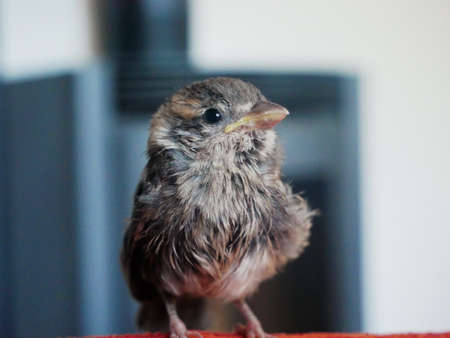 This sparrow was found in the garden of a family of four, it was wounded and was treated. He now lives in the house and walks freely ...の写真素材