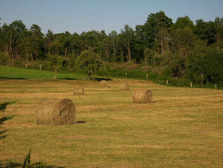 Field of haystack on a sunny day in summerの写真素材