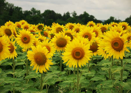 Close-up of sunflowers in a field in Franceの写真素材