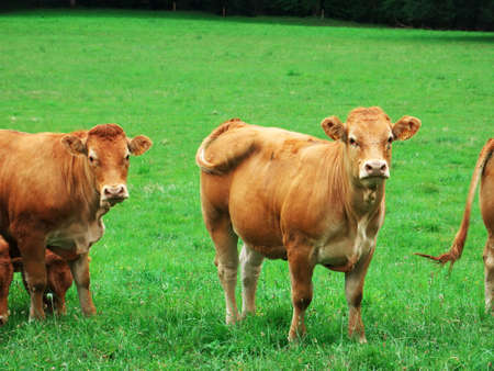 Photo of cattle herd located in the south of Franceの写真素材