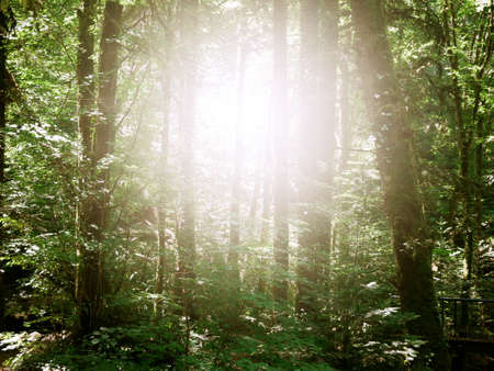 Enchanted forest crossed by the suns raysの写真素材