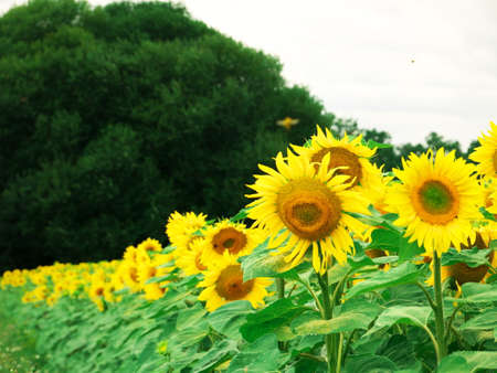 Close-up of sunflowers in a field in Franceの写真素材