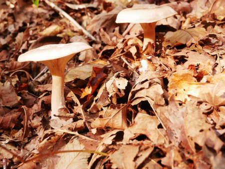 Close-up of a mushroom called Death cap in dried autumn leavesの写真素材