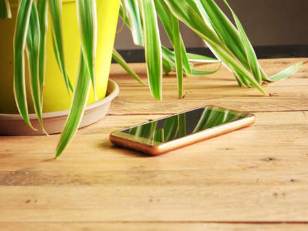 Cell phone placed on a wooden table in the living room, near a plantの写真素材