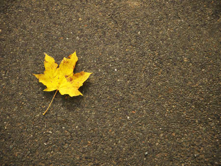 Background of autumn leaves of maple laid on tar