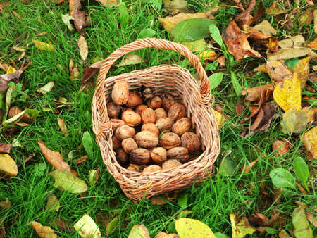 Basket of nuts placed in the grass in the middle of autumn leaves
