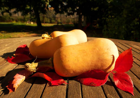 Close-up of butternuts on a wooden table in the middle of autumn leaves.の写真素材