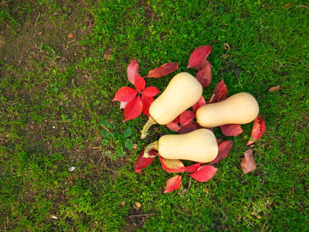 Butternuts in the grass in the middle of autumn leaves. Top viewの写真素材