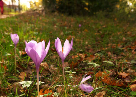 Photo of crocus flower taken during the fall seasonの写真素材