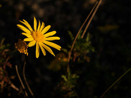 Close-up on a flower with yellow petals called Senecio inaequidens which grows in autumn. Photo with...