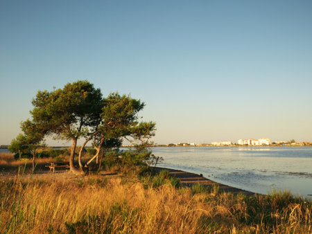 Photo of a tree at the edge of a pond in the south of Franceの写真素材
