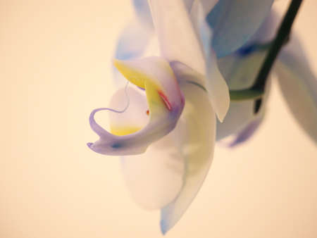 Abstract background on a blue and yellow orchidの写真素材
