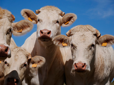 White cows in the French countrysideの写真素材