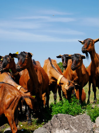 Herd of brown goats reared in the French countrysideの写真素材