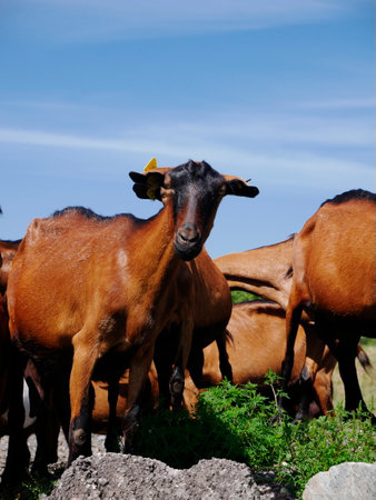 Herd of brown goats reared in the French countrysideの写真素材