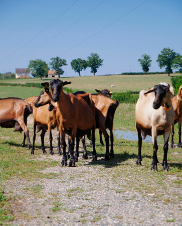 Herd of brown goats reared in the French countrysideの写真素材
