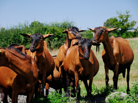 Herd of brown goats reared in the French countrysideの写真素材