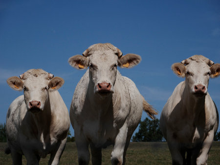 White cows in the French countrysideの写真素材