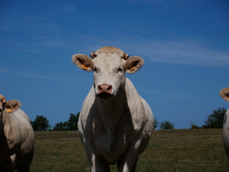 White cows in the French countrysideの写真素材