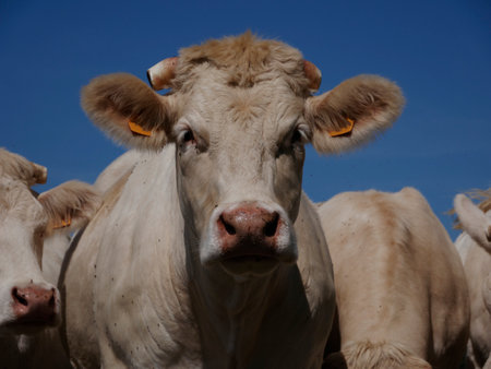 White cows in the French countrysideの写真素材