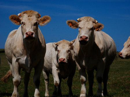 White cows in the French countrysideの写真素材