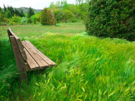A bright green meadow with a wooden benchの写真素材