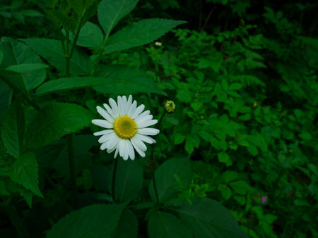 A selective focus shot of blooming chamomile with tall grasses in the field - great for wallpaperの写真素材