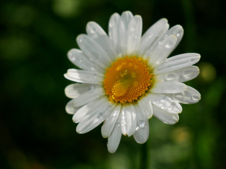Close-up of a beautiful chamomile flower with drops of waterの写真素材