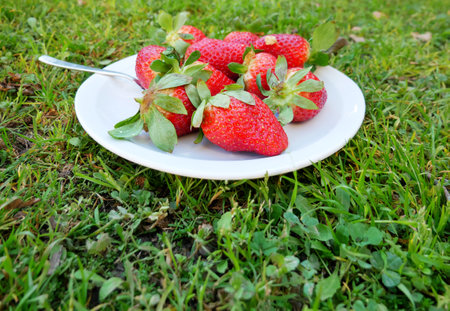 A selective focus shot of fresh ripe strawberries on the white plateの写真素材