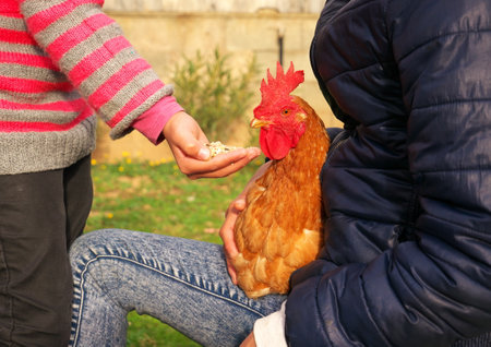 A close-up of a person feeding a hen.の写真素材