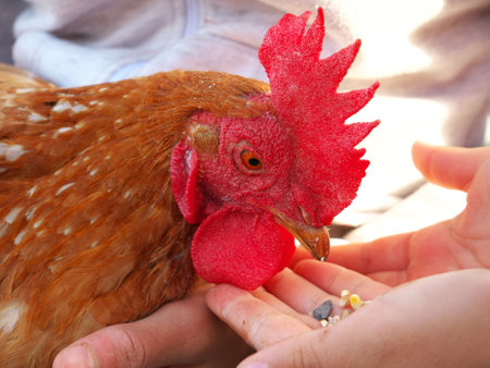 A close-up of a person feeding a hen.の写真素材