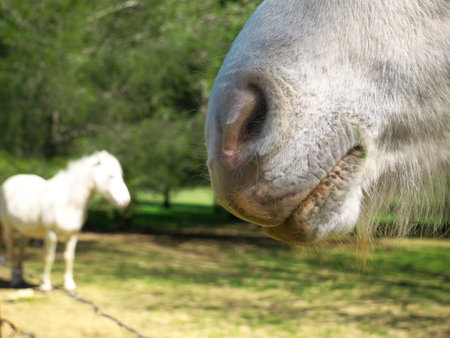 A closeup shot of a white horse's nose on a sunny day outdoorsの写真素材