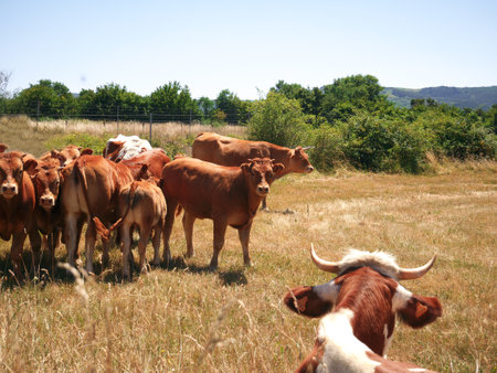 A herd of cows grazing on the farm during a sunny dayの写真素材