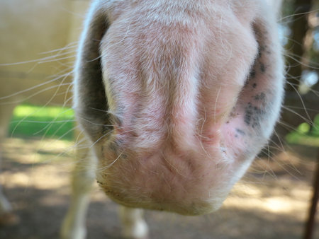 A macro of a white horse's pink nose that has squiggly and thin, white hairs on itの写真素材
