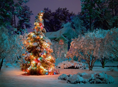 Publik Christmas tree on public property               の写真素材