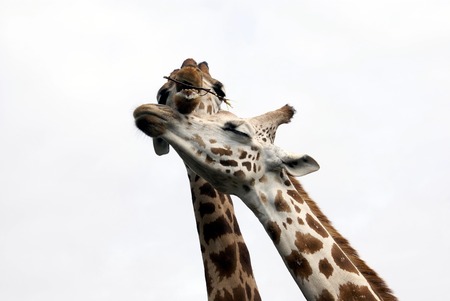 giraffesの写真素材
