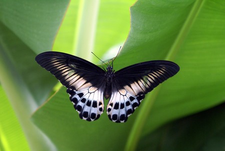 butterflyの写真素材