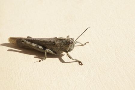 grasshopper