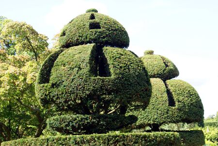 topiary treesの写真素材