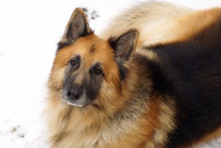 German Shepherd  Dogの写真素材
