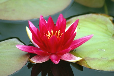 red water lily growing in a lakeの写真素材