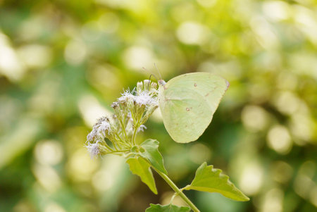 ฺBeautiful green  butterfly feeding on a  white flowerの写真素材