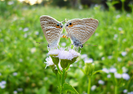 a love story of 2/ couple / double /の写真素材