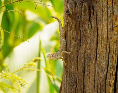 Thailand chameleonの写真素材