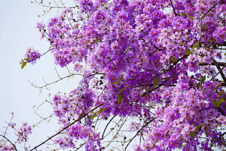 Beautiful purple flowerの写真素材
