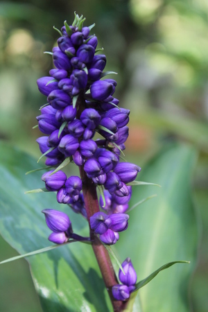 flowerの写真素材