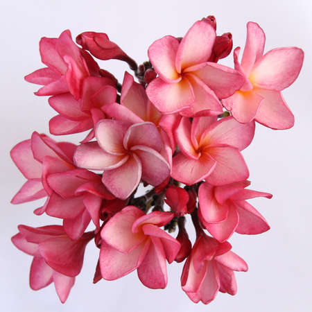 Plumeria on white boardの写真素材