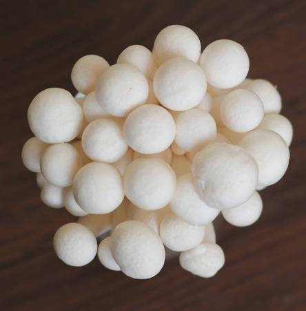 Mushroomの写真素材