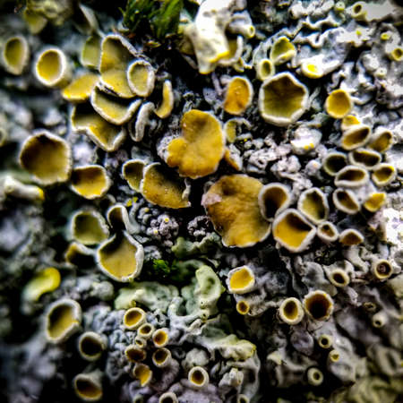 Extreme close up of lichens growing with mosses and other fungi.